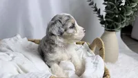 Poppy, a female Poodle - Toy  and Miniature Australian Shepherd for sale in Los Angeles, CA – 1 of 6