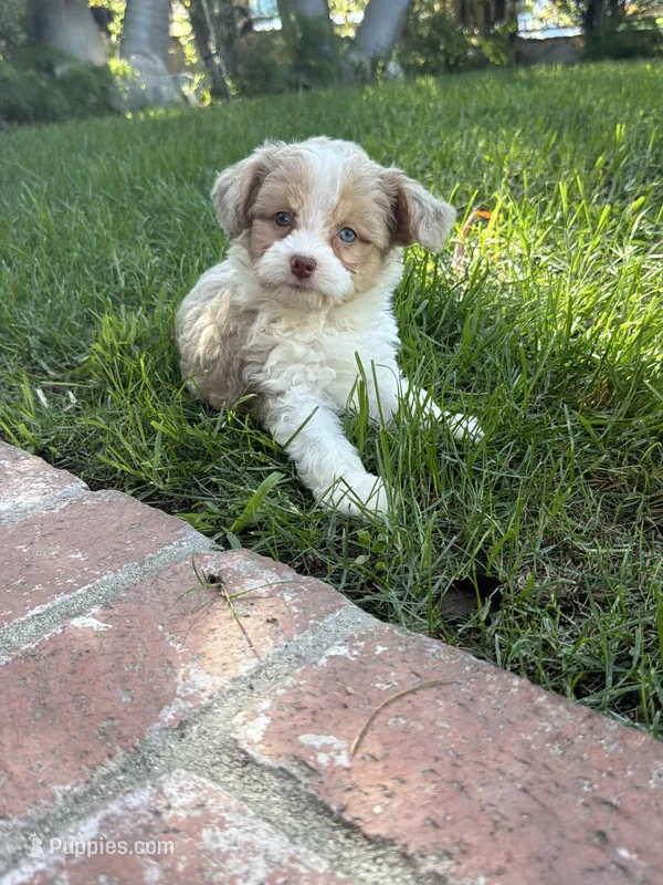 Maximus – Miniature Aussiedoodle puppy for sale in Los Angeles, CA