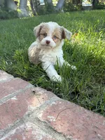 Maximus, a male Miniature Aussiedoodle for sale in Los Angeles, CA – 1 of 4