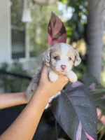 Diva, a female Aussiedoodle for sale in Los Angeles, CA – 1 of 8