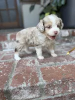 Diva, a female Aussiedoodle for sale in Los Angeles, CA – 5 of 8