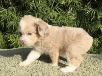 Diva, a female Aussiedoodle and Poodle - Toy  for sale in Los Angeles, CA – 3 of 5