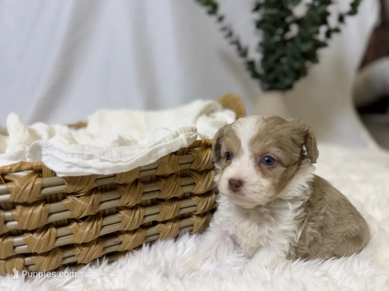 Maximus – Miniature Aussiedoodle puppy for sale in Los Angeles, CA