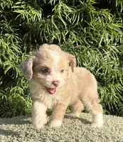 Diva, a female Aussiedoodle and Poodle - Toy  for sale in Los Angeles, CA – 5 of 5