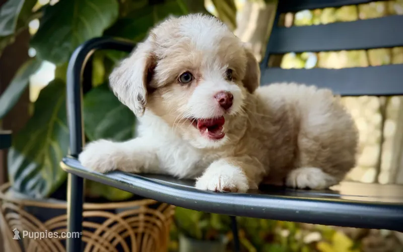 Diva – Aussiedoodle, Poodle - Toy  puppy for sale in Los Angeles, CA