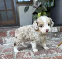 Diva, a female Aussiedoodle for sale in Los Angeles, CA – 7 of 8
