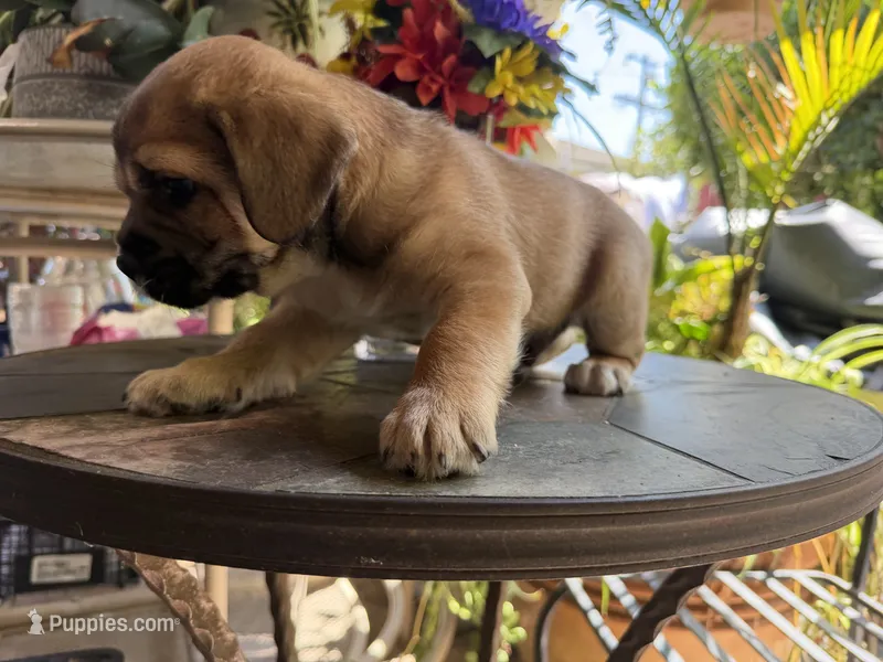 Smoky, a male French Bulldog and Poodle - Toy  for sale in Los Angeles, CA – 1 of 5