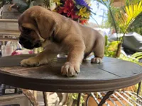 Smoky, a male French Bulldog and Poodle - Toy  for sale in Los Angeles, CA – 1 of 5
