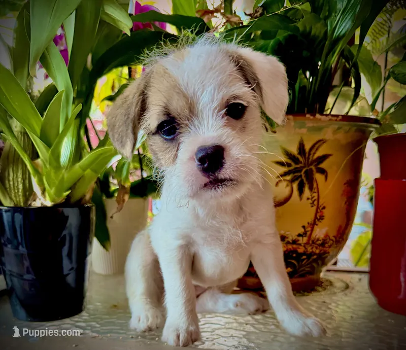 Luna – French Bulldog, Poodle - Toy  puppy for sale in Los Angeles, CA
