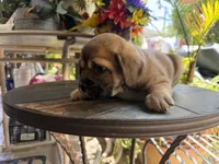 Smoky, a male French Bulldog and Poodle - Toy  for sale in Los Angeles, CA – 2 of 5