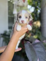 Diva, a female Aussiedoodle for sale in Los Angeles, CA – 2 of 8