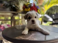 Luna, a female French Bulldog and Poodle - Toy  for sale in Los Angeles, CA – 1 of 6