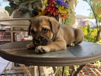 Smoky, a male French Bulldog and Poodle - Toy  for sale in Los Angeles, CA – 3 of 5