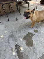 Luna, a female French Bulldog and Poodle - Toy  for sale in Los Angeles, CA – 5 of 6