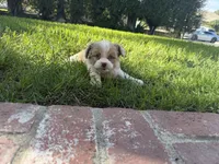 Maximus, a male Miniature Aussiedoodle for sale in Los Angeles, CA – 4 of 4