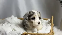 Poppy, a female Poodle - Toy  and Miniature Australian Shepherd for sale in Los Angeles, CA – 4 of 6
