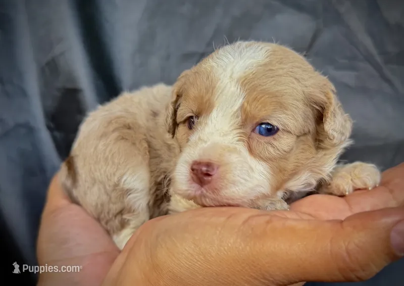 Maximus – Miniature Aussiedoodle puppy for sale in Los Angeles, CA
