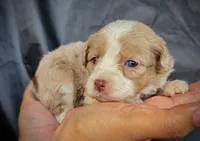 Maximus, a male Miniature Aussiedoodle for sale in Los Angeles, CA – 1 of 3