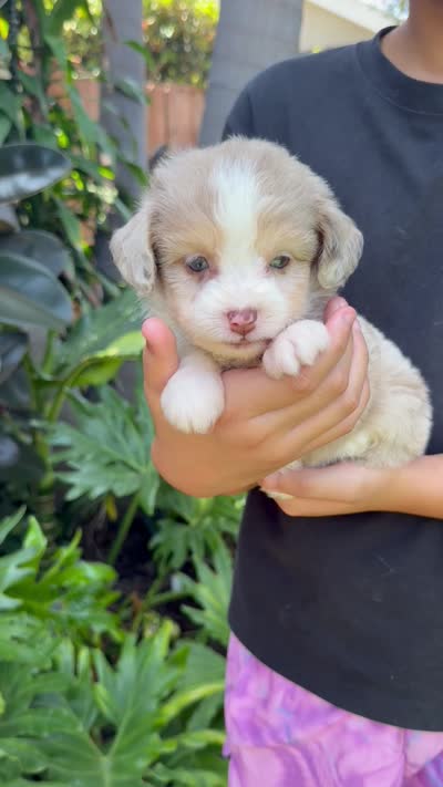 Diva, a female Aussiedoodle for sale in Los Angeles, CA – 8 of 8