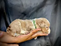 Maximus, a male Miniature Aussiedoodle for sale in Los Angeles, CA – 2 of 3