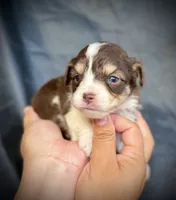 Twix , a female Miniature Aussiedoodle for sale in Los Angeles, CA – 3 of 3