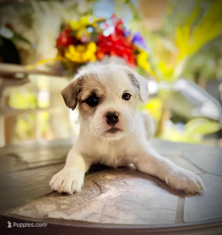 Luna – French Bulldog, Poodle - Toy  puppy for sale in Los Angeles, CA