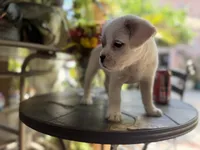 Luna, a female French Bulldog and Poodle - Toy  for sale in Los Angeles, CA – 3 of 6