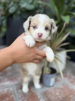 Diva, a female Aussiedoodle for sale in Los Angeles, CA – 4 of 8