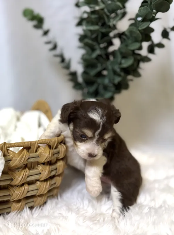 Twix  – Miniature Aussiedoodle puppy for sale in Los Angeles, CA
