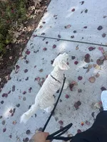 Luna, a female French Bulldog and Poodle - Toy  for sale in Los Angeles, CA – 6 of 6