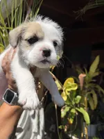 Luna, a female French Bulldog and Poodle - Toy  for sale in Los Angeles, CA – 2 of 6