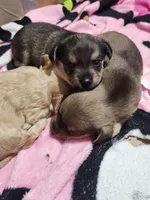 James, a male Chorkie for sale in Bloomington, IL – 3 of 5