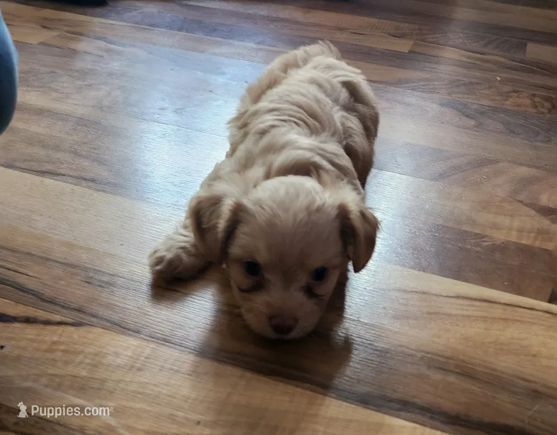 Scooter – Chorkie puppy for sale in Bloomington, IL