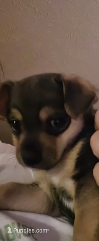 James – Chorkie puppy for sale in Bloomington, IL