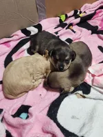 Scooter, a male Chorkie for sale in Bloomington, IL – 5 of 7