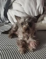 Scooter, a male Chorkie for sale in Bloomington, IL – 6 of 7