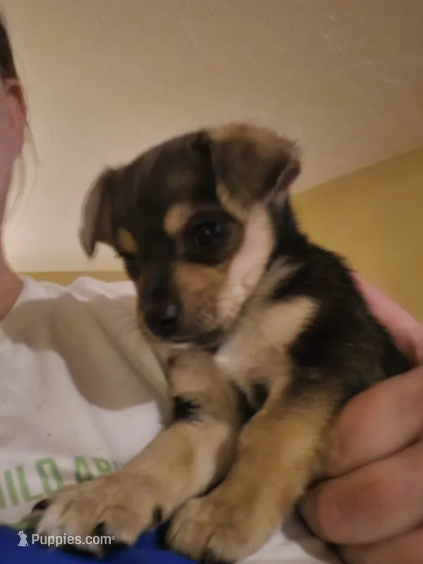 James – Chorkie puppy for sale in Bloomington, IL