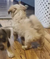 Scooter, a male Chorkie for sale in Bloomington, IL – 5 of 7