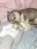 Brownie, a male Chorkie for sale in Bloomington, IL – 3 of 8