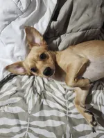 Brownie, a male Chorkie for sale in Bloomington, IL – 7 of 8