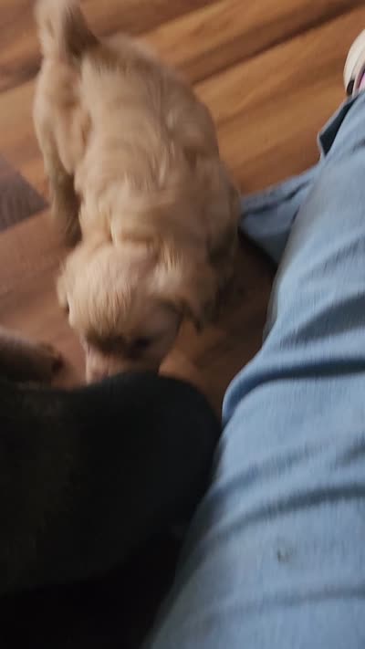 Scooter, a male Chorkie for sale in Bloomington, IL – 7 of 7