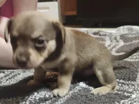 Brownie, a male Chorkie for sale in Bloomington, IL – 1 of 8