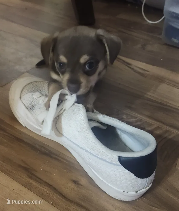 Brownie – Chorkie puppy for sale in Bloomington, IL
