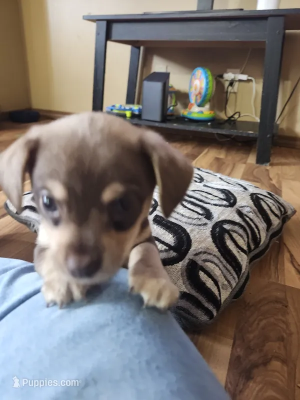 Brownie – Chorkie puppy for sale in Bloomington, IL