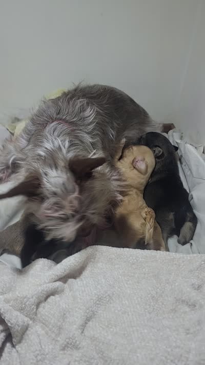 James, a male Chorkie for sale in Bloomington, IL – 5 of 5