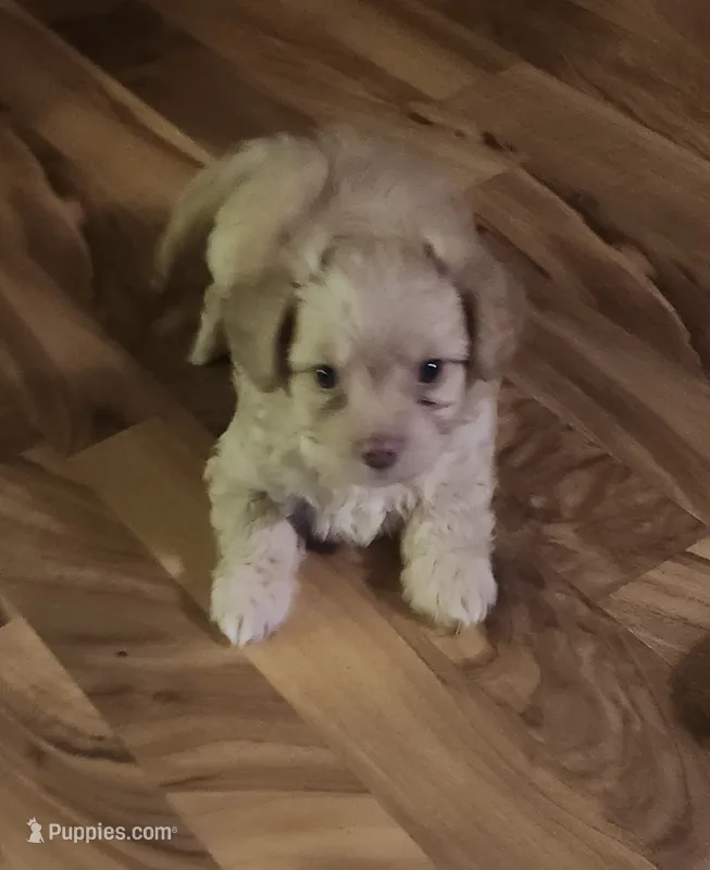 Scooter – Chorkie puppy for sale in Bloomington, IL