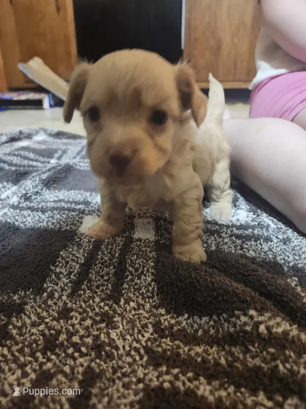 Scooter – Chorkie puppy for sale in Bloomington, IL