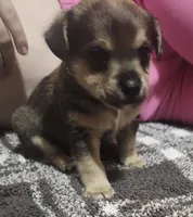 James, a male Chorkie for sale in Bloomington, IL – 2 of 5