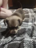 Brownie, a male Chorkie for sale in Bloomington, IL – 5 of 8