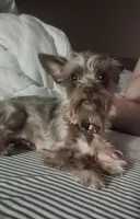 Brownie, a male Chorkie for sale in Bloomington, IL – 8 of 8